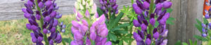 Gee Farms perennials such as these purple lupine are ready available for your gardens