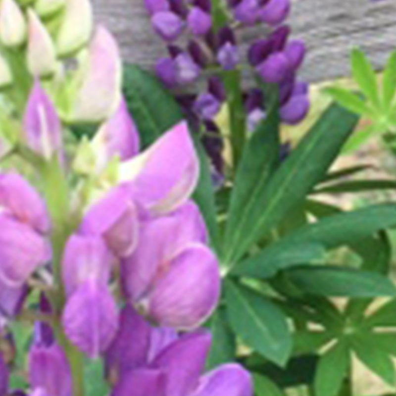 Gee Farms perennials such as these purple lupine are ready available for your gardens