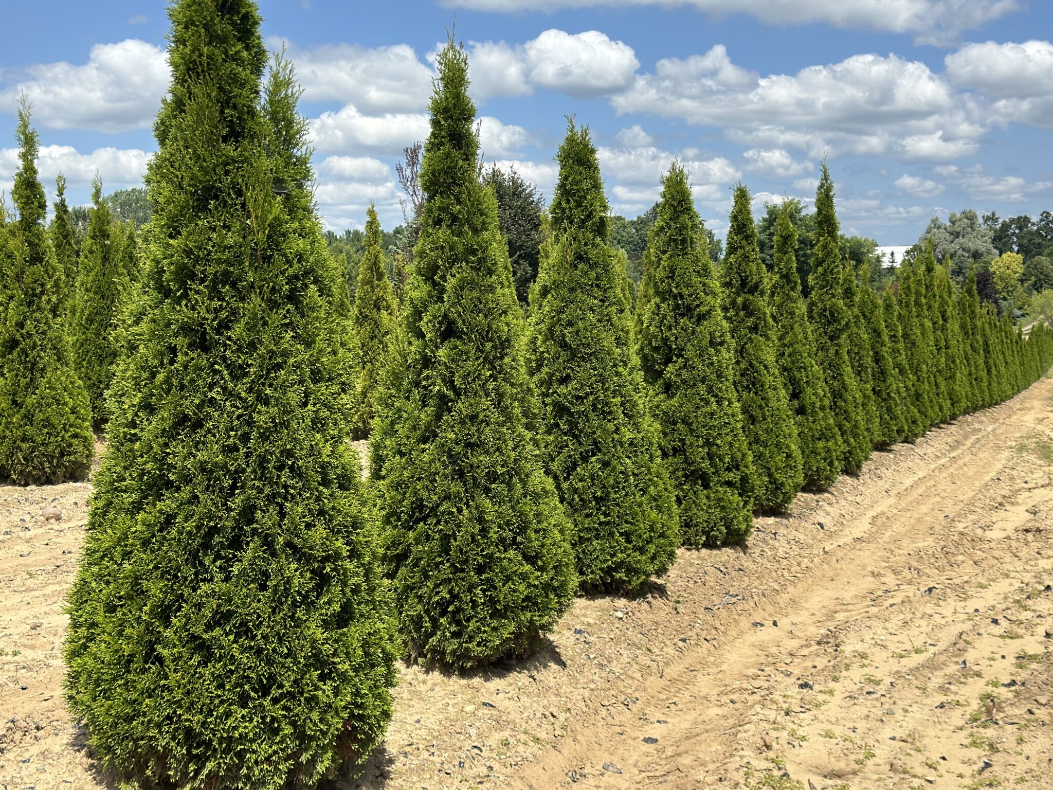 Visit Gee Farms Gee Farms